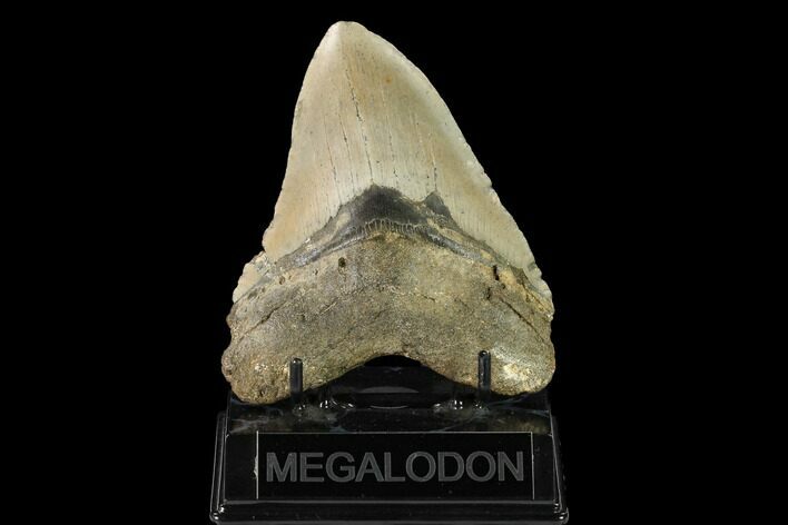 Fossil Megalodon Tooth - North Carolina #147525